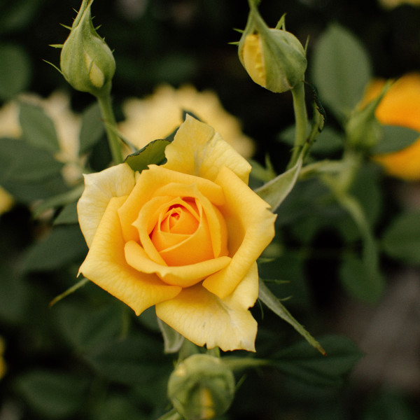 MIMOSA TERRAZZA® MIMOSA TERRAZZA®